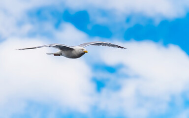 European Herring Gull, Larus argentatus	in fly

