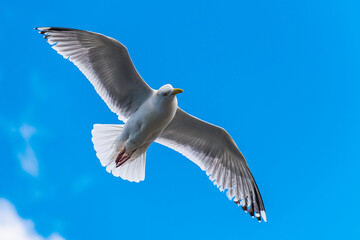 European Herring Gull, Larus argentatus	in fly
