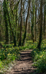 Srping daffodils at Penrhos Nature reserev, Anglesey, North Wales, UK