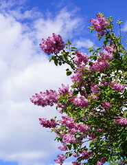 Obraz premium pink blossoms