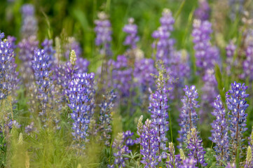 Layers of Lupine Blooms