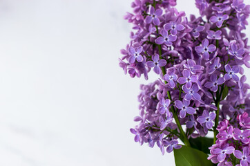 Lilacs on a white background. Postcard with text space