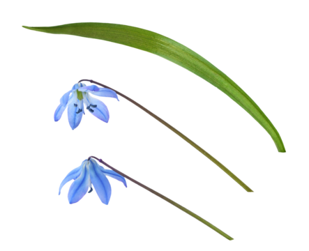 Set of blue scilla flowers and leaf isolated on white or transparent background
