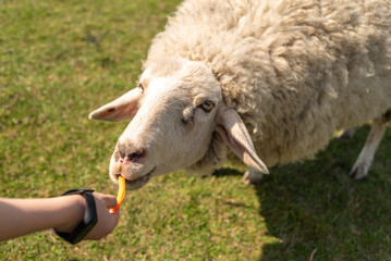Naklejka na ściany i meble Macro shot of a muzzle of a sheep that pulls its lips on a piece of carrot.