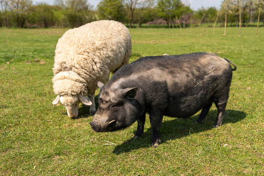 A black pig and a white sheep graze on a green field.