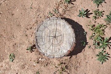 Stump of a chopped down tree