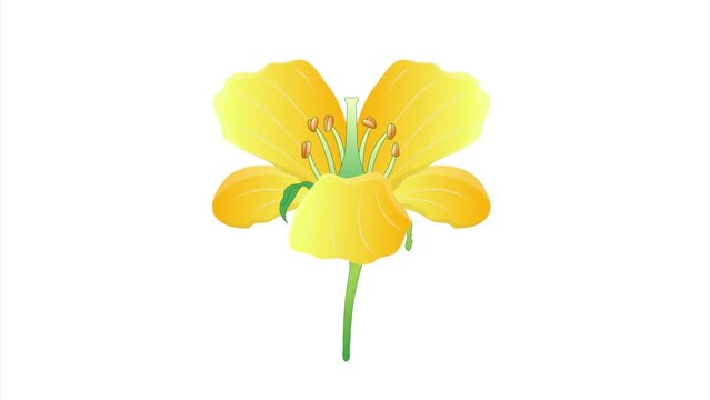 Parts of Flower Animation, Flower pollination and reproduction in plant animation 2d with transparent background Animation 2D