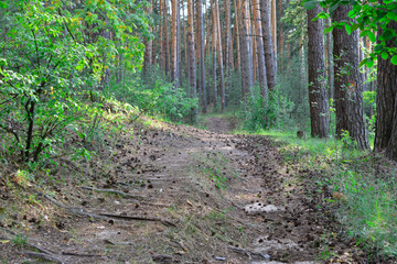 A dirt road in the woods with the pine trees on background 