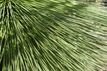 Long decorative pine needles. Close-up