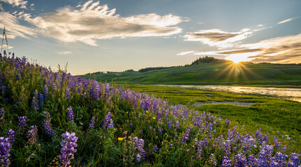 Lupin Bloom Along Yellowstone River In Hayden Valley - obrazy, fototapety, plakaty