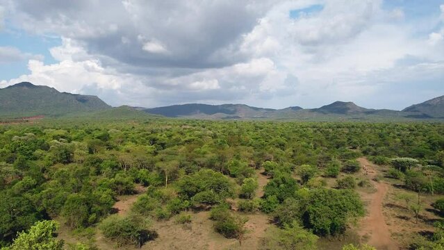 Drone shot of the Ethiopian savanna in Omo valley Bena Tsemay region with mountains and trees