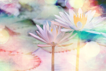 wallpaper spring, blooming lotuses asia flower abstract background