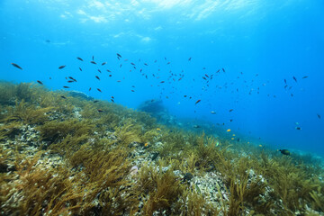 Fototapeta na wymiar texture ocean floor background underwater surface
