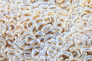 soft coral underwater background reef ocean