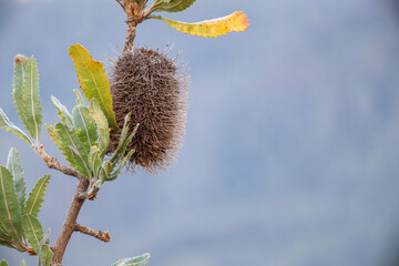 Native Banksia flower, Australian nature photography