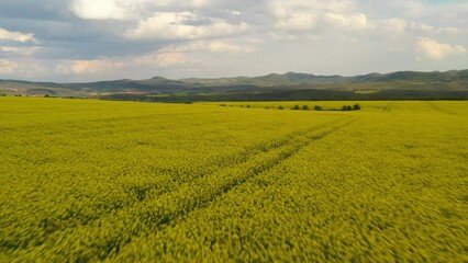 Fast flight low over agricultural level with flowering rapeseed. Agricultural yellow landscape from aerial view.
