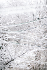 Frosted tree branches during winter storm