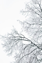 Frost covered tree during winter storm