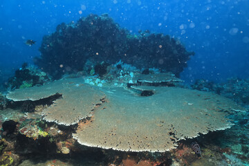 Fototapeta premium texture ocean floor background underwater surface