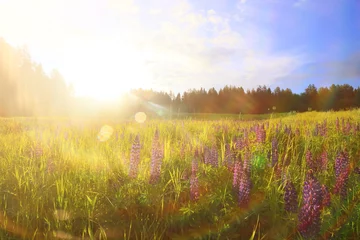 Washable wall murals Honey color landscape wild flowers rays of the sun in the lupine flower field