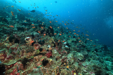 corals climate warming underwater background ocean problem