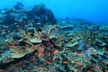 Fototapeta na wymiar soft coral underwater background reef ocean