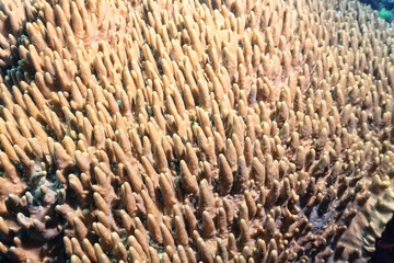 soft coral underwater background reef ocean