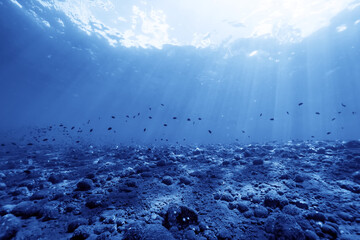 Fototapeta na wymiar seascape panorama underwater flock of fish in the water