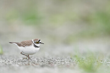 At hunt among the grass, the little ringed plover (Charadrius dubius)