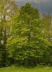 A beautiful chestnut tree by a lake in the evening light