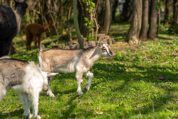 Naklejka na ściany i meble A small cute goat stands on a green field. Goat cub on farm