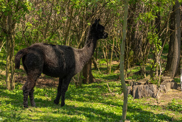Fototapeta premium Brown alpaca free-range on a farm, on green grass.