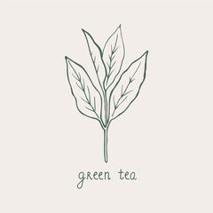 Green tea. Hand drawn tea leaf and handwritten text. Sketch style. Food, bio, drink. Nature line symbol.For template, card, logo, poster, label, print, design element. Vector art illustration. 