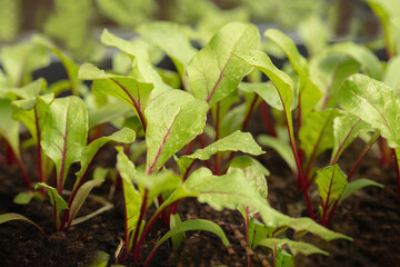 Junge Rote Bete Pflanzen. Rote Bete Blätter.