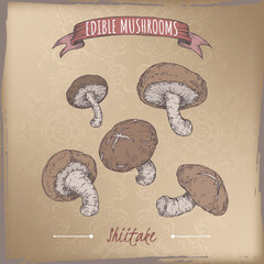Lentinula edodes aka shiitake color sketch on vintage background. Edible mushrooms series. - 600755623