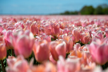 endless tulipfield