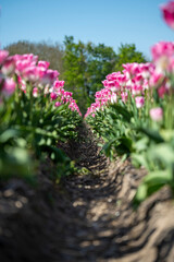 endless tulip field