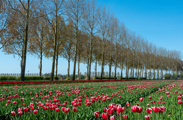 winding road with tulipfield