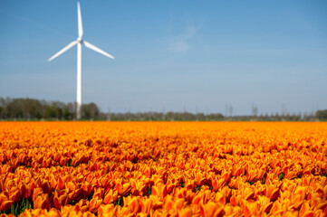 Windmill and tulips