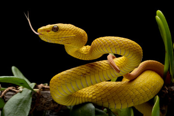 The Yellow White-lipped Pit Viper (Trimeresurus insularis) closeup on branch with black background, Yellow White-lipped Pit Viper closeup