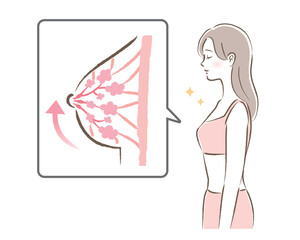張りのあるバストの図と若い女性のイラスト