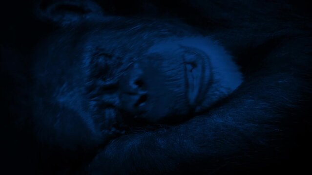 Old Chimpanzee Resting At Night