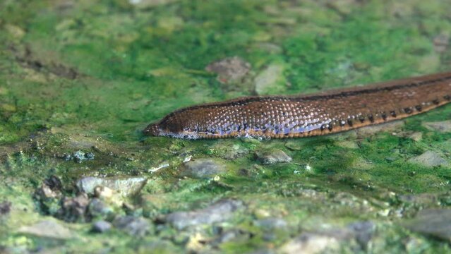 Leech crawling in the swamp