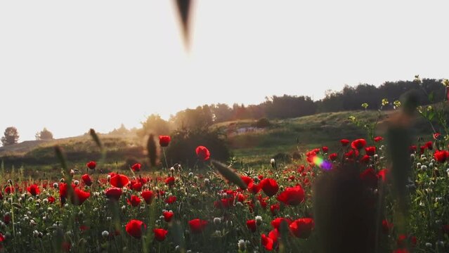 Field with growing wildflowers - poppies, cornflowers and buttercups, a ray of sun breaks through the petals. beautiful sunset view. High-quality FullHD footage