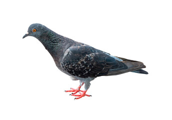 Single wild pigeon standing isolated on white background with clipping path