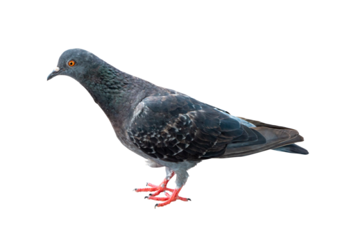 Single wild pigeon standing isolated on white background with clipping path in png file format