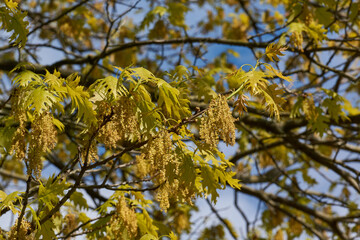 Red oak (lat. Quercus rubra) blooms, inflorescences bloom. Red oak is a tree, a species of the genus Oak of the Beech family (Fagaceae). Spring.