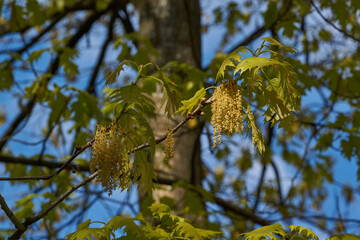 Red oak (lat. Quercus rubra) blooms, inflorescences bloom. Red oak is a tree, a species of the genus Oak of the Beech family (Fagaceae). Spring.