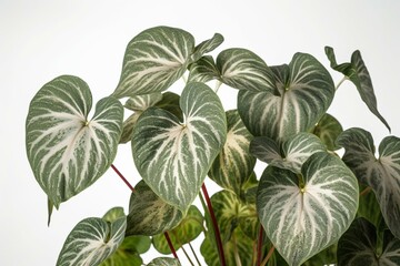 White background with variegated leaves of sheffler plant. Generative AI
