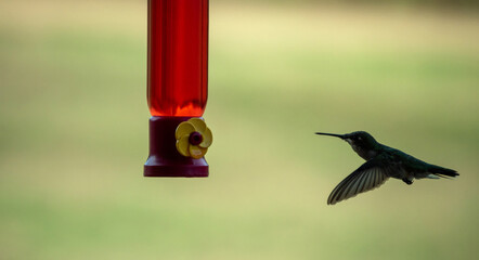 A hummingbird hovers momentarily before it flies to the nectar filled feeder for a tasty meal. Nice green bokeh effect compliments the red container.